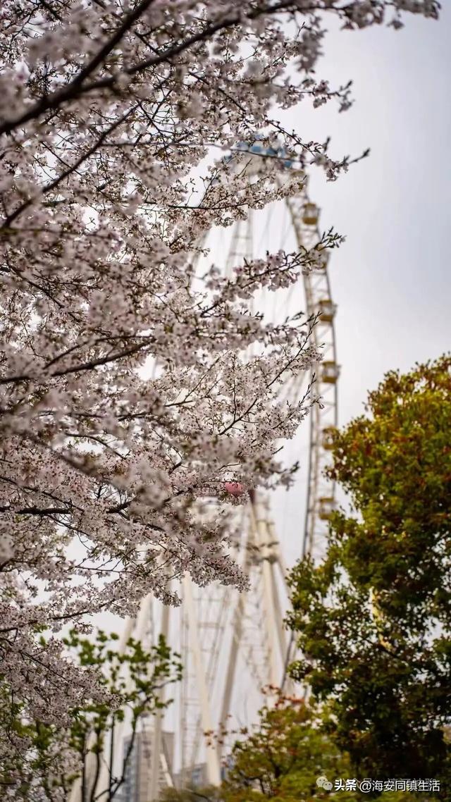 南通一网红小岛彻底火了！