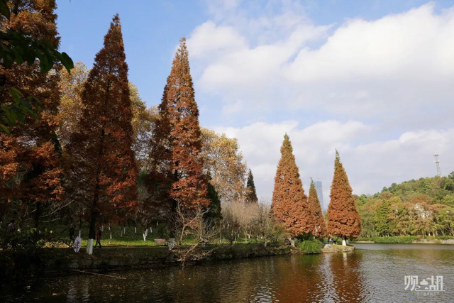 错过又要等一年！走，抓住贵阳短暂的秋，来一场ParkWalk→