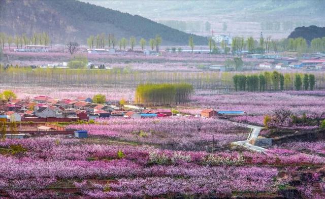 4月中下旬最后的花期，这6个地方还能赶上春天的尾巴