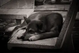 记住！若是家狗无故对着你吼叫，千万不要忽视，这可能是在救你！图片