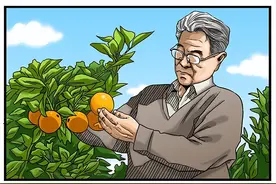 褚橙，和那些橙子小伙伴们图片