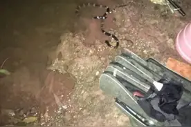 夜晚钓鱼碰到大蛇怎么办！图片