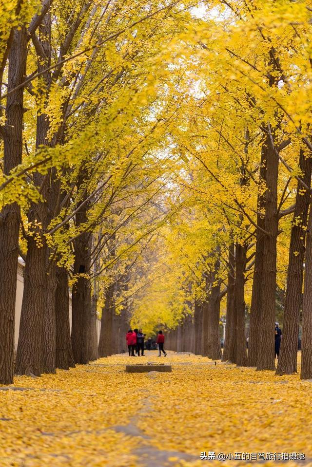 11月旅游的目的地推荐|每一个都是出片圣地的存在