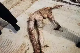 起底国内最不可描述的“娃娃产业”图片