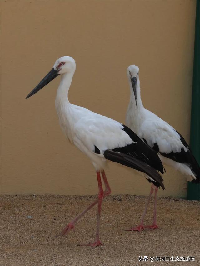 【黄河口生态旅游区】清明踏青正当时|黄河口人气爆棚,各景点游人如织!