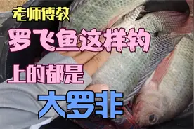 老师傅跟我说，罗飞鱼这样钓，上的都是大罗飞图片