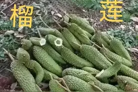 广西榴莲种植又失败了，国产榴莲10元3斤注定只是幻想和空中楼阁图片
