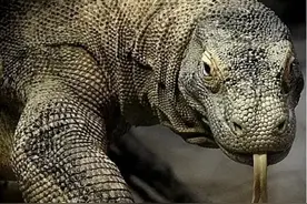 科莫多巨蜥“恶魔之吻”有多毒，六口吞活羊，被咬伤口腐烂毙命？图片