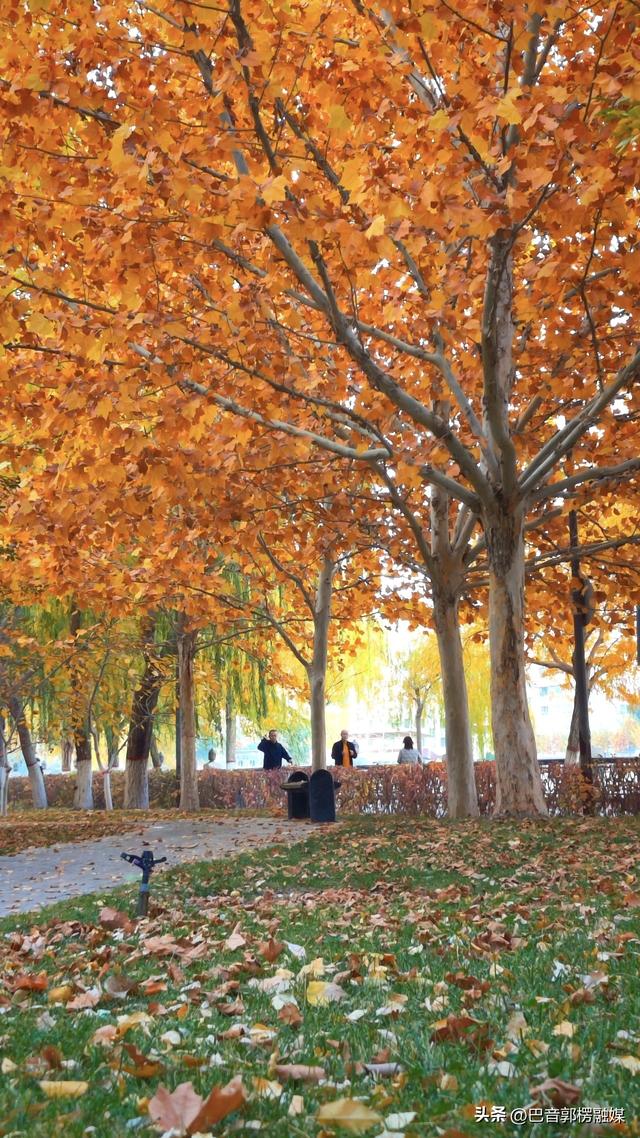 好美！秋天的尾巴你抓住了吗