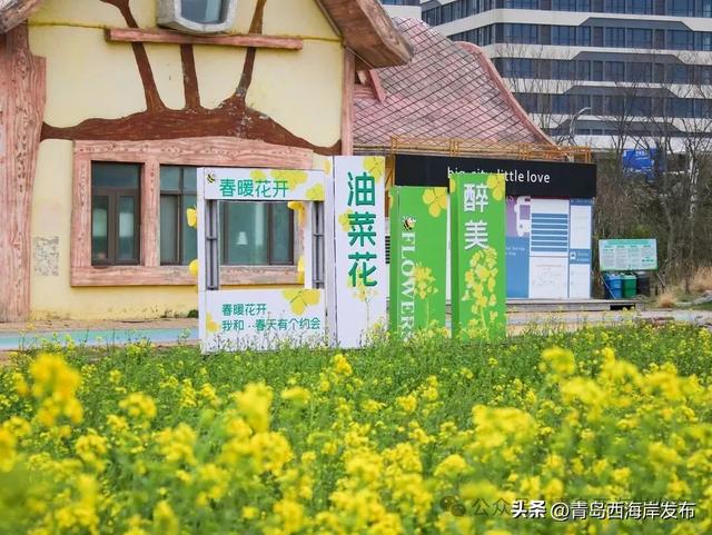 西海岸油菜花海来了！