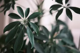 夸女人漂亮的15条唯美诗句，赶紧收藏起来吧！图片