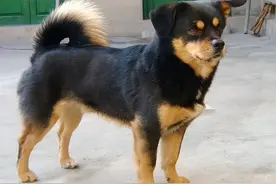 村中老人为什么说“老狗不死家”？土狗在临死时，真会离家出走？图片