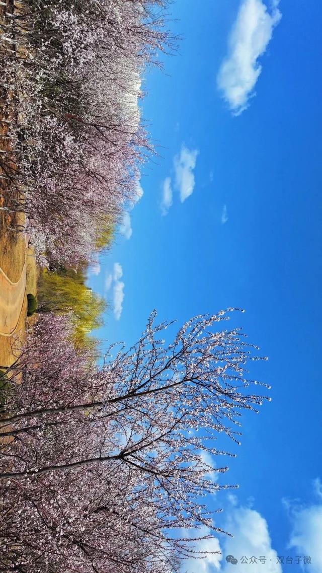 【视觉•双台子】十里桃香醉春风 满树芳菲映城郭