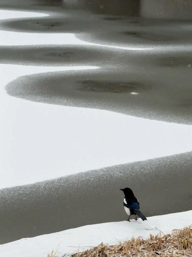 北京通州最新雪景实拍,美图送上~