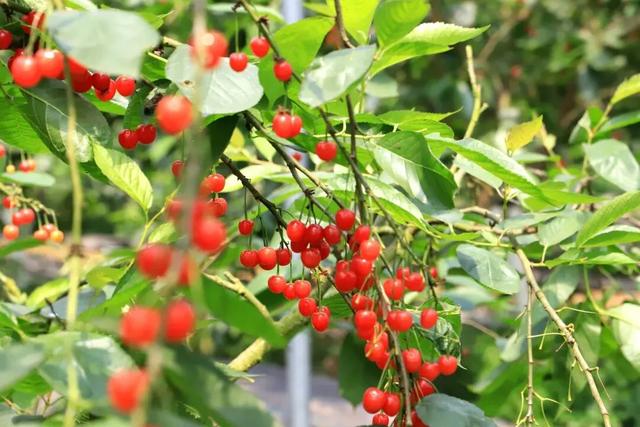 “恩桃儿”熟了!两江新区樱桃进入最佳采摘期,速冲!