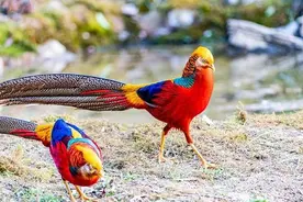 老汉误养濒危“凤凰”4年，发现时已超40只，被政府支持终成行家图片