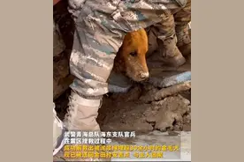 狗坚强！青海震区金毛被困泥浆超30小时后获救，主人晒视频感谢图片