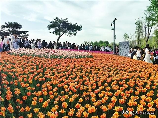 满城尽芬芳 游客闻香来