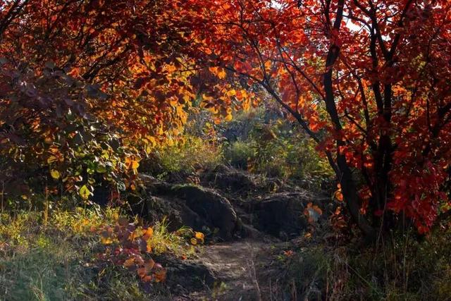 @枣庄人，是时候去这些地方赏红叶啦！