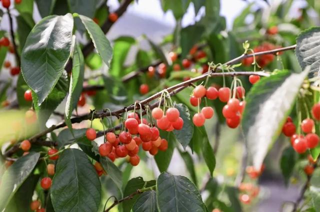 “恩桃儿”熟了!两江新区樱桃进入最佳采摘期,速冲!