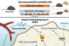 新研究：小鼠实验表明“一周断食两天能保护肝脏、预防脂肪肝”图片