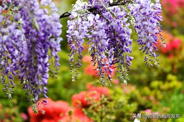 杜鹃花免费送！来西海岸赏花海、看演出！
