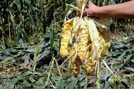 10多只猎犬出动，十堰深山围猎野猪！现场画面来了图片