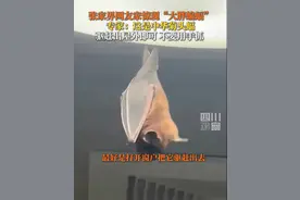 专家提醒驱赶蝙蝠不要用手抓：可能咬人图片