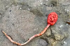 立志成为植物的动物：外形像脑子又像花，为了躺平吃掉自己的大脑图片