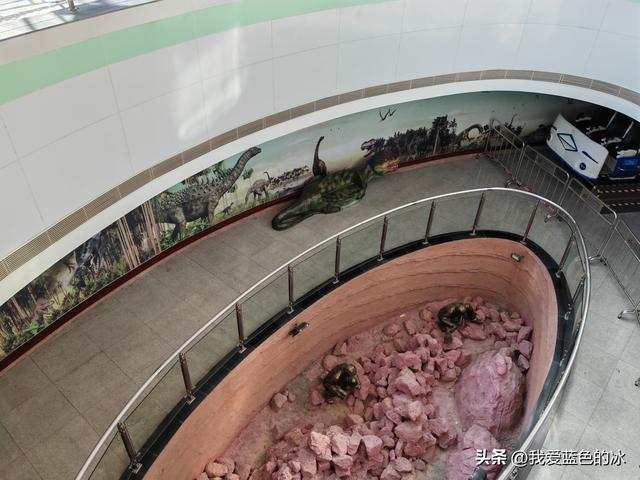 来河源才知道河源是中国恐龙之乡，挖掘出的恐龙蛋超级多