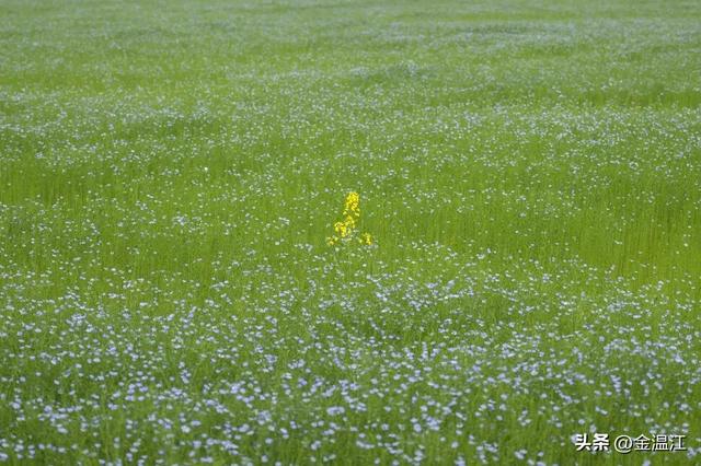 哇！温江的春天也太会了吧～
