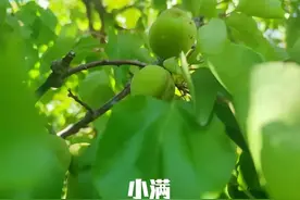 不是迷信！明日小满，最不能做的5件事，别忘了告诉家人图片