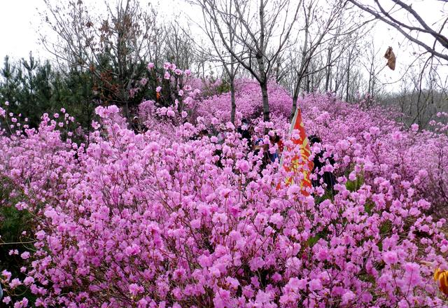 闻名省内外的“本溪地区最大的野生映山红花海”即将迎来观赏季
