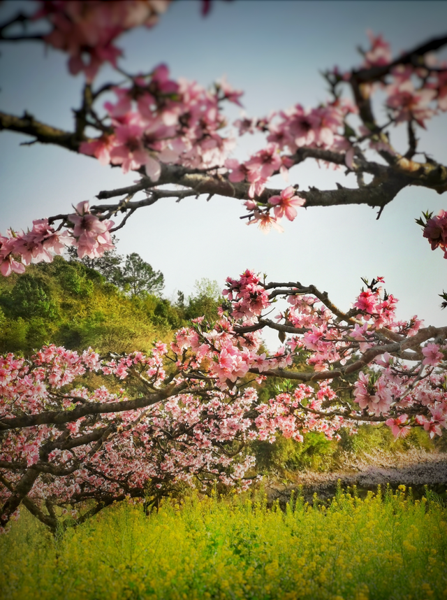 花已开，等你来！贵阳贵安2026赏花地图浪漫上线→