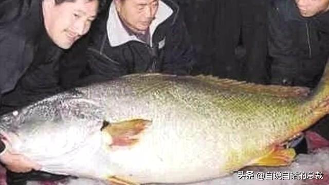 花胶十萬元一斤系什麼胶 2026年一百多一斤的花胶