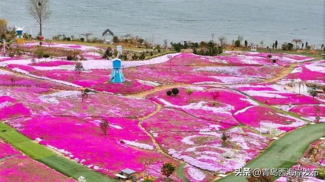 西海岸牡丹芍药赏花季！开幕！