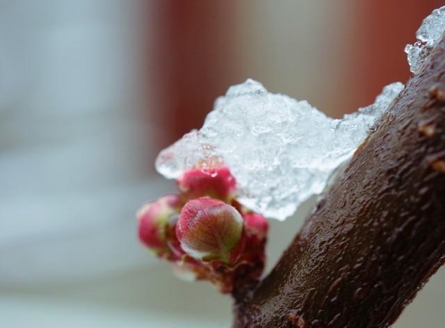 今冬最冷时间表最新公布，最冷在啥时候？2026年春节到底冷不冷？