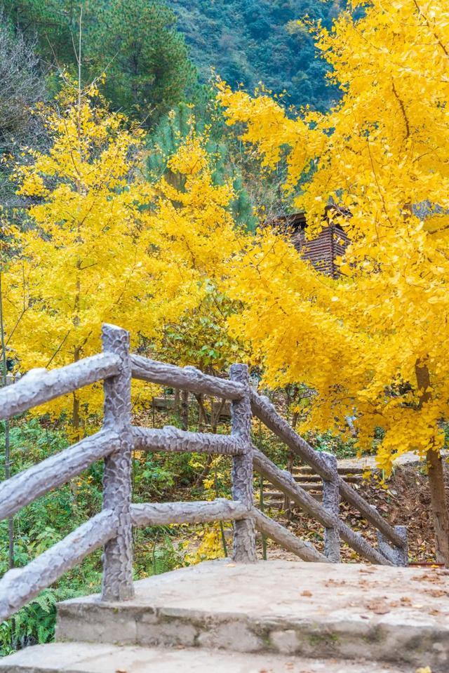 甩开人山人海！这些秋景才是真“顶流”，一眼封神不瞎说！
