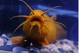 堕龙？云南男子养了条金色泥鳅，想不到越长越大，尾部出现鱼鳞！图片