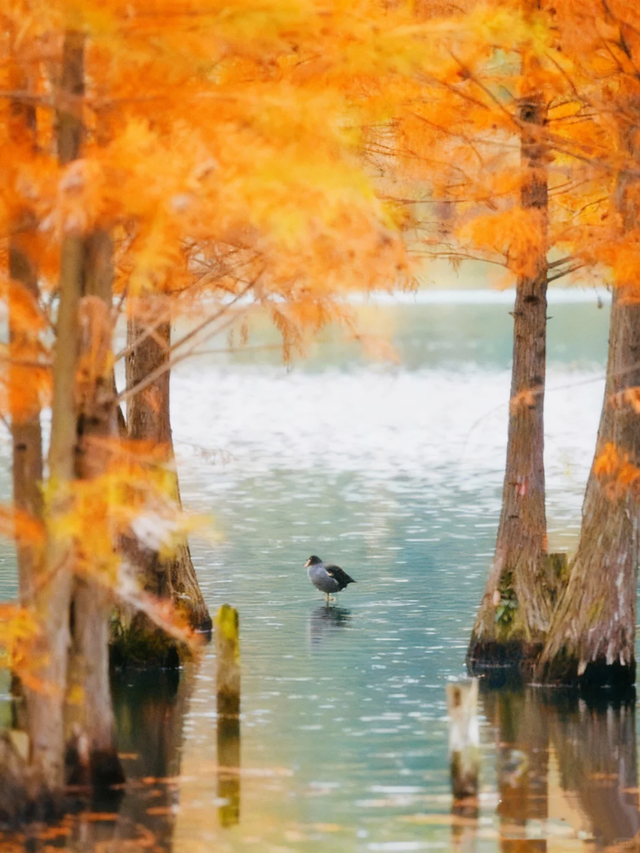 成都谁还不知道白鹭湾湿地公园水杉？已红99%，地铁直达放心冲！