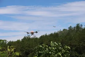 咸安开展噻虫啉喷洒行动：灭杀松褐天牛 防治松材线虫病图片