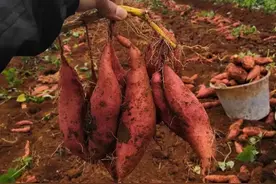 最甜红薯品种排名！图片