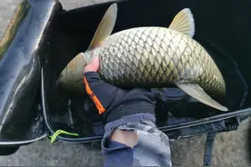 钓草鱼的最佳攻略！全程干货，从打窝到调漂，保姆级教学图片