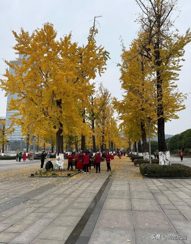 重庆银杏林变身金色海洋，数百株齐披金黄外衣，美得令人心醉神迷