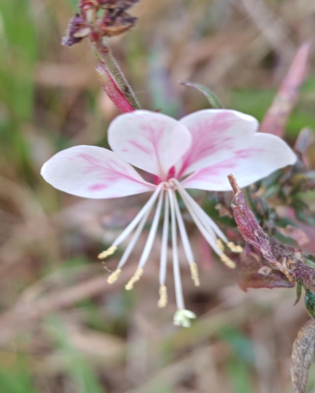 繁花似锦的秋天