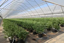 绘就“莓”好“蓝”图！云南文山市东山乡百亩蓝莓即将成熟～图片