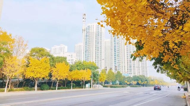 有“杏”遇见！薛城这些银杏林藏着最绚烂的秋天！