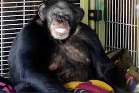 高智商动物不能当宠物？美国女子曾养了只黑猩猩，却害惨了闺蜜！图片