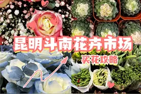 云南昆明斗南花卉市场买花攻略，亲测不踩雷！图片