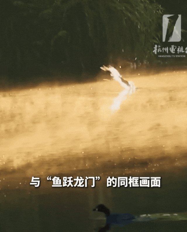 凌晨蹲守只为10分钟！西湖五月奇观光速刷屏，错过等一年